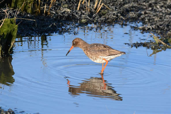 redshank